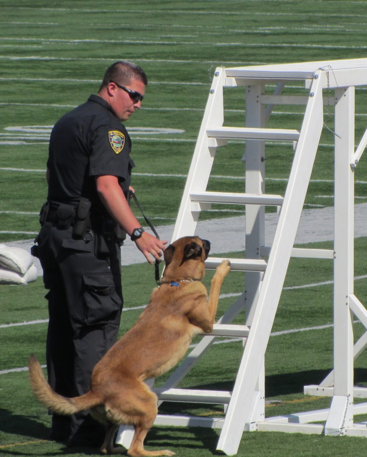 K-9 line up 022